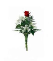 TÜRKİYE Çiçek Gül Arajman