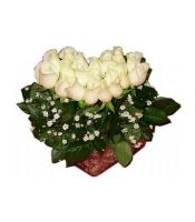 kalp içinde beyaz gül